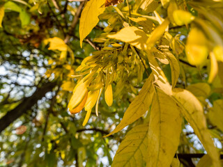 Yellow and green leaves of a tree glow in the sun in an autumn park