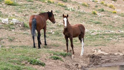 Mustang Bay Colt wild horse next to his mother in the Pryor Mountains wild horse refuge on the border of Montana and Wyoming in the United States