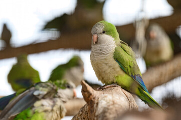 monk parrot in zoo cages, colorful and funny birds, heat-loving birds.