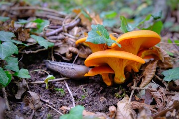 olive mushroom, omphalotus olearius