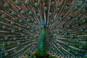 Close-up male Green Peacock in full display.