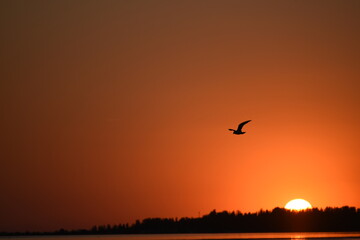 Sunset and silhouette of sea-gull flying