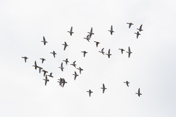 flock of gadwall ducks (anas strepera) in flight with spread wings