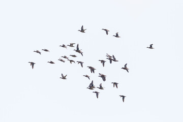 flock of gadwall ducks (anas strepera) in flight