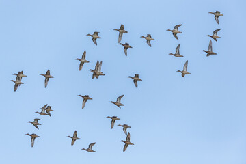 flock of many gadwall ducks (anas strepera) in flight in blue sky
