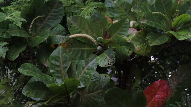 Monsoon rain showers on almond tree and almonds and flowers bloom on the almond tree in the rain
