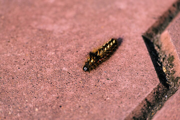Beautiful hairy caterpillar on tiled sidewalk. Close-up. Selective focus. Space for lettering and design