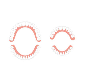 永久歯と乳歯の歯並び