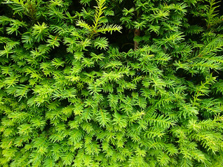 beautiful and ecological green background with plants, great as a wallpaper 