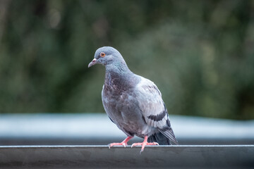 Pigeon on the guardrail of a road