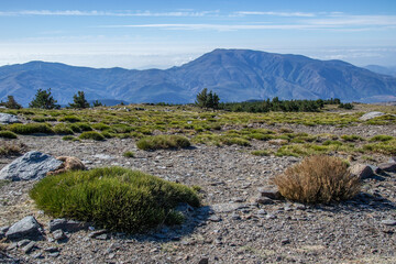 High mountain landscape in Sierra Nevada of grasslands, mountains and a group of pine trees