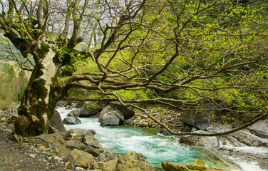 waterfall in the forest