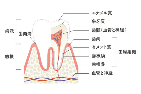 奥歯の内部構造イラスト