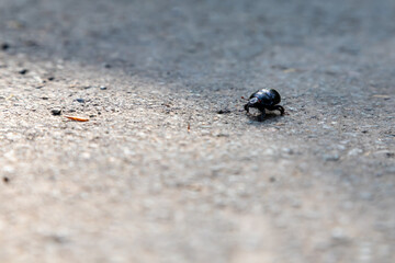 Anoplotrupes stercorosus, black dung beetle on asphalt