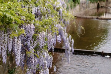 bl&uuml;hende Glyzinien auf einer Br&uuml;cke in Baden-Baden