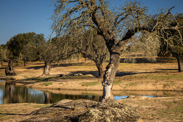 Landscape in Dehesa de la Luz. Extremadura. Spain.