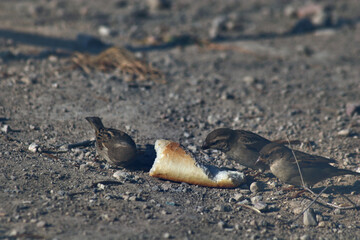 Gorriones comiendo un trozo de pan tirado en el suelo.