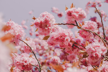 Kirschblüten in Deutschland