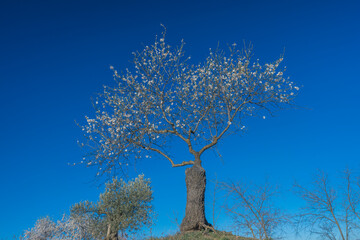 tree in winter