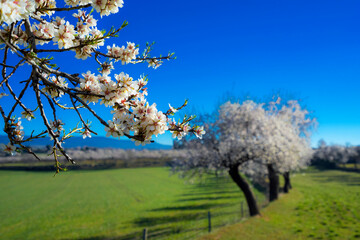 blooming tree