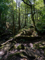The landscape of a forest  surrounded by a lot of greenery and rocks in the park