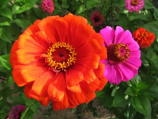 orange and pink common zinnia (Zinnia elegans)