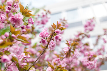 Kirschblüten in Deutschland