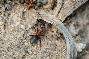Eine große Ameise mit roten Laib und schwarzen Kopf und Hinterteil.
