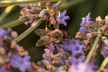 Photo of a bee collecting nectar on a lavender flower. Macrophotography of insects.