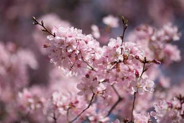 blühende Kirsche Sakura