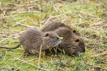 Junge Nutria im Park isst Gras