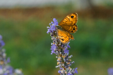 Fototapeta premium A yellow butterfly on a lavender flower. Macrophotography of insects. Natural background.
