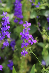初夏の庭に咲くチドリソウの紫色の花