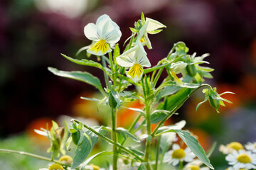 Viola Tricolor. Viola Arvensis