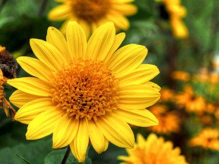 Stauden-Sonnenblumen
