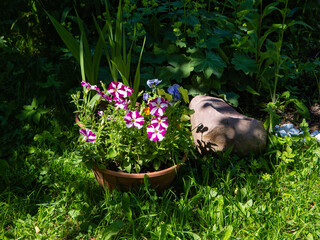 petunia growing in cashpo in a garden - 457833323