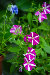 petunia growing in cashpo in a garden - 457833332