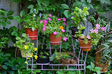 Flowers in сachepot as garden decoration - 457833333