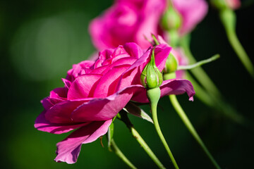 Rose flowers and  buds on a blurred green background - 457833338