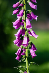 foxglove flowers on a green background - 457833351