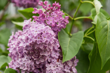 Purple lilac in the morning garden