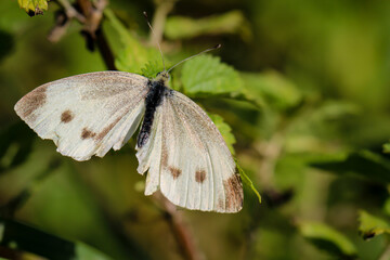 Nahaufnahme eines Schmetterlings, einer Motte auf einer Pflanze.
