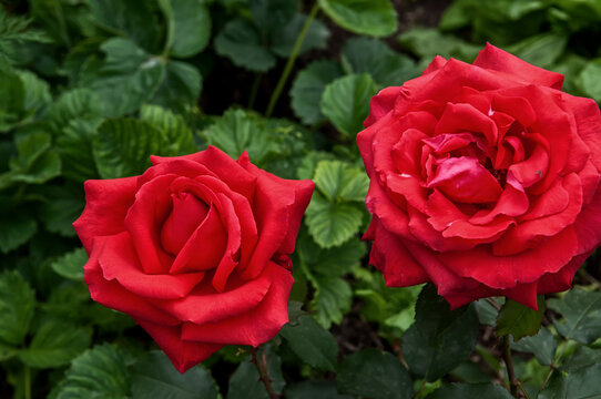 Red roses from the top in the garden