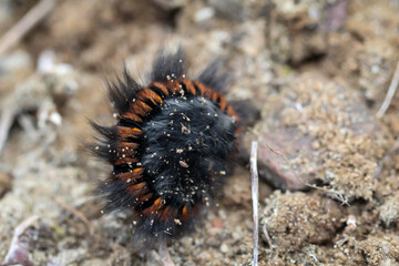 Nahaufnahme der schönen Raupe eines Brombeerspinner.
