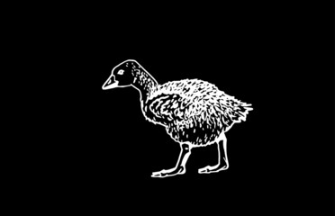 Fototapeta na wymiar Graphical vector goose on black background,vector engraved illustration