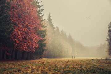 Templeton Woods Dundee Scotland