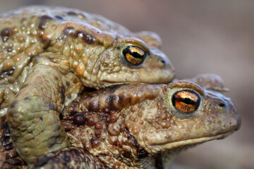 Nahaufnahme einer Erdkröte, einer Bufo Bufo an einem Teich, ihren Laichplatz.