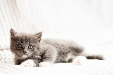 cozy kitty,cute fluffy kitten lies in bed,domestic animal,home pet