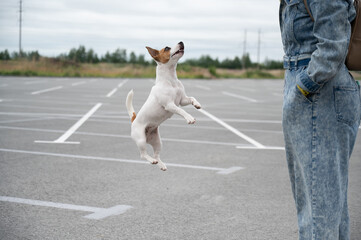 Obraz premium Jack russell terrier dog jumping for a rubber toy.
