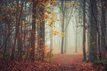 Templeton Woods Dundee Scotland